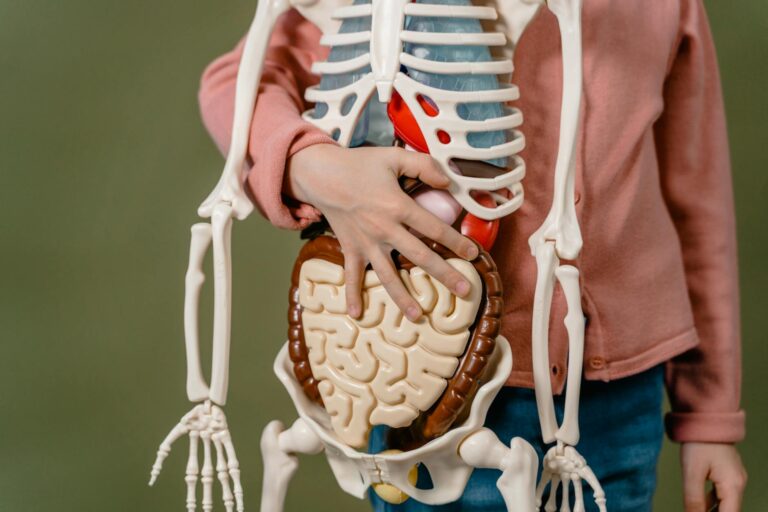 Child learning anatomy using a human skeleton model with organs. — Atrium Scientific Group