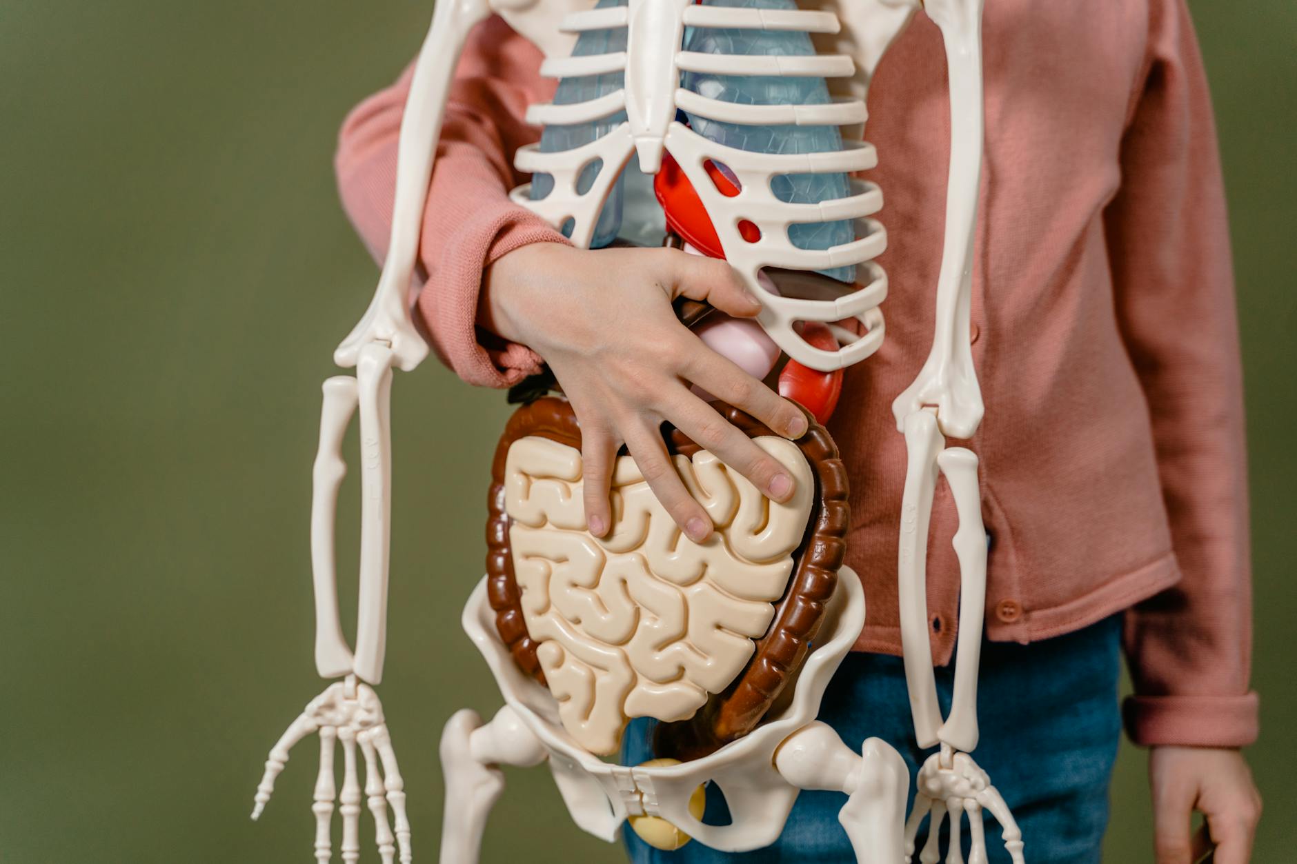 Child learning anatomy using a human skeleton model with organs. — Atrium Scientific Group