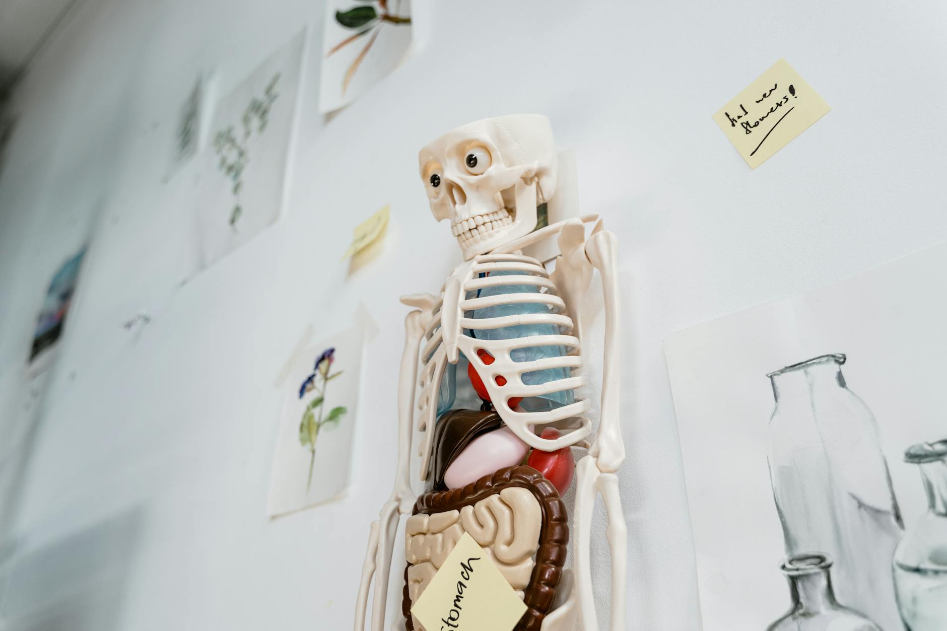 Skeleton model with organs on a classroom wall, ideal for educational purposes. — Atrium Scientific Group
