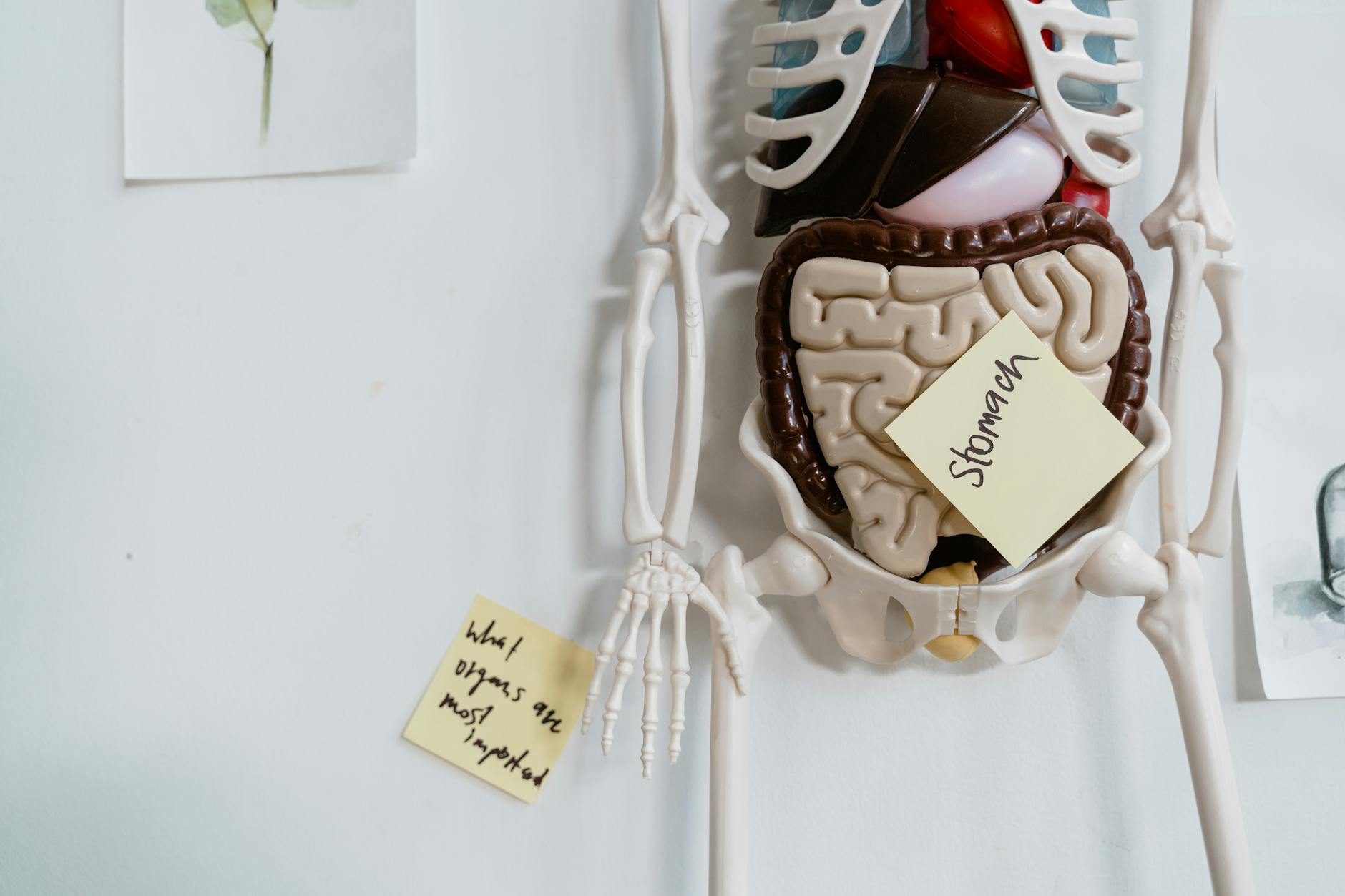 Close-up of anatomical model with sticky notes highlighting the stomach and other parts. — Atrium Scientific Group