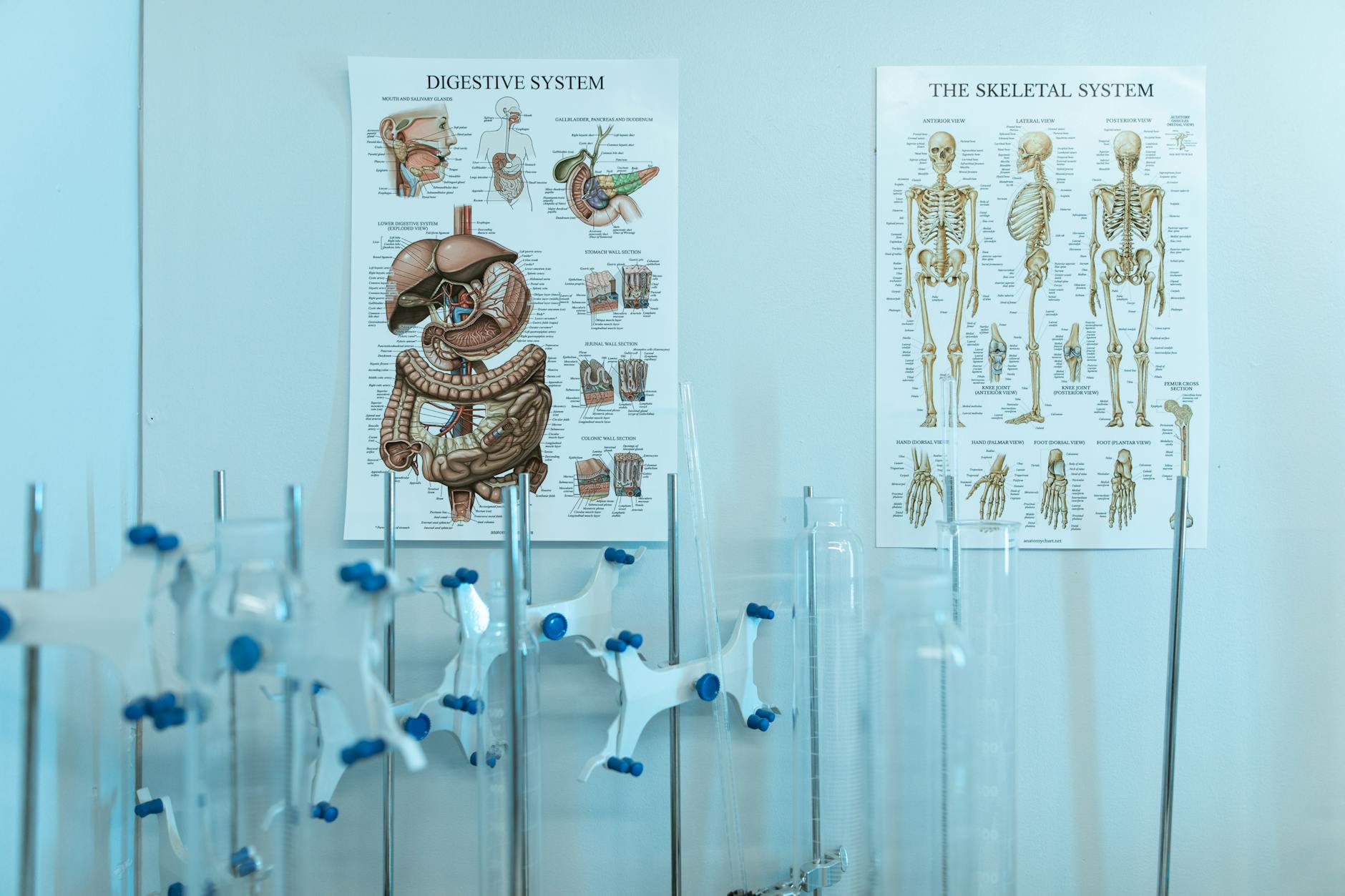 Colorful anatomy posters with laboratory apparatus showcasing human systems. — Atrium Scientific Group