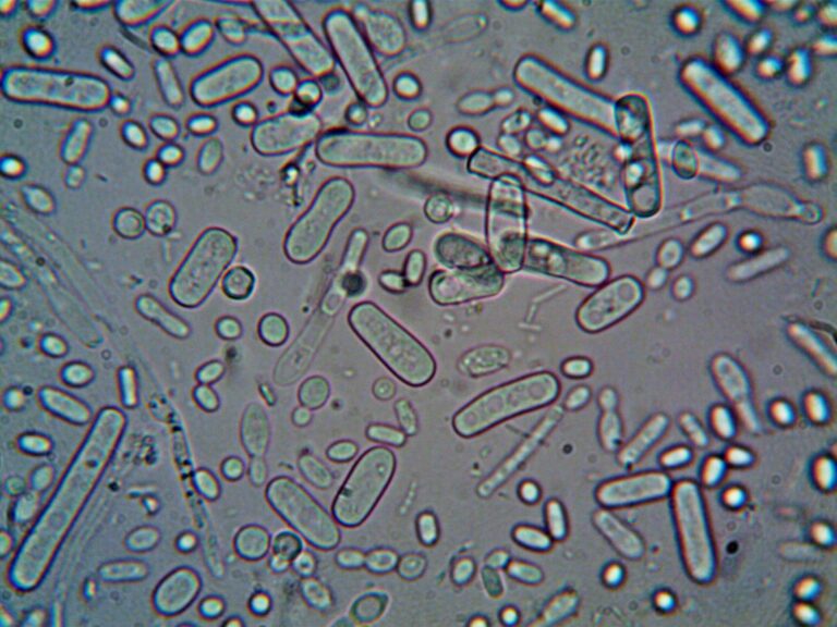 probiotic supplement manufacturing bacteria science